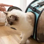 Sac à main transparent pour chat – Image 4