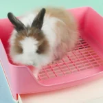 Litière anti-éclaboussures pour lapin – Image 2