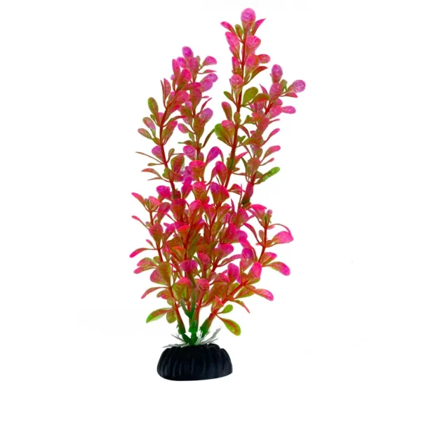 Algue aquarium Rotala rotundifolia