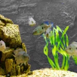 Roche pour fond d'Aquarium – Image 2