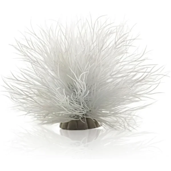 Mousse de Java Blanche