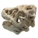 Fossile de dinosaure en résine – Image 2