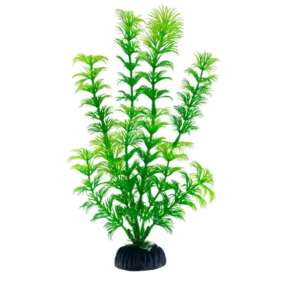 Algue aquarium Ceratophyllum demersum