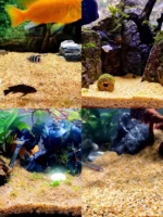 Sable d'Aquarium doré – Image 2