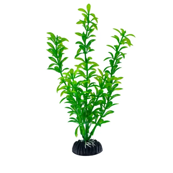 Algue Aquarium style Bacopa caroliniana