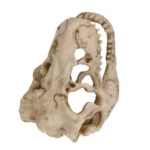 Fossile de dinosaure en résine – Image 3