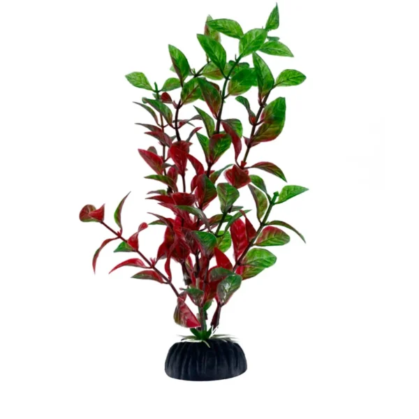 Algue aquarium style Hygrophila polysperma rouge