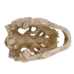 Fossile de dinosaure en résine – Image 4
